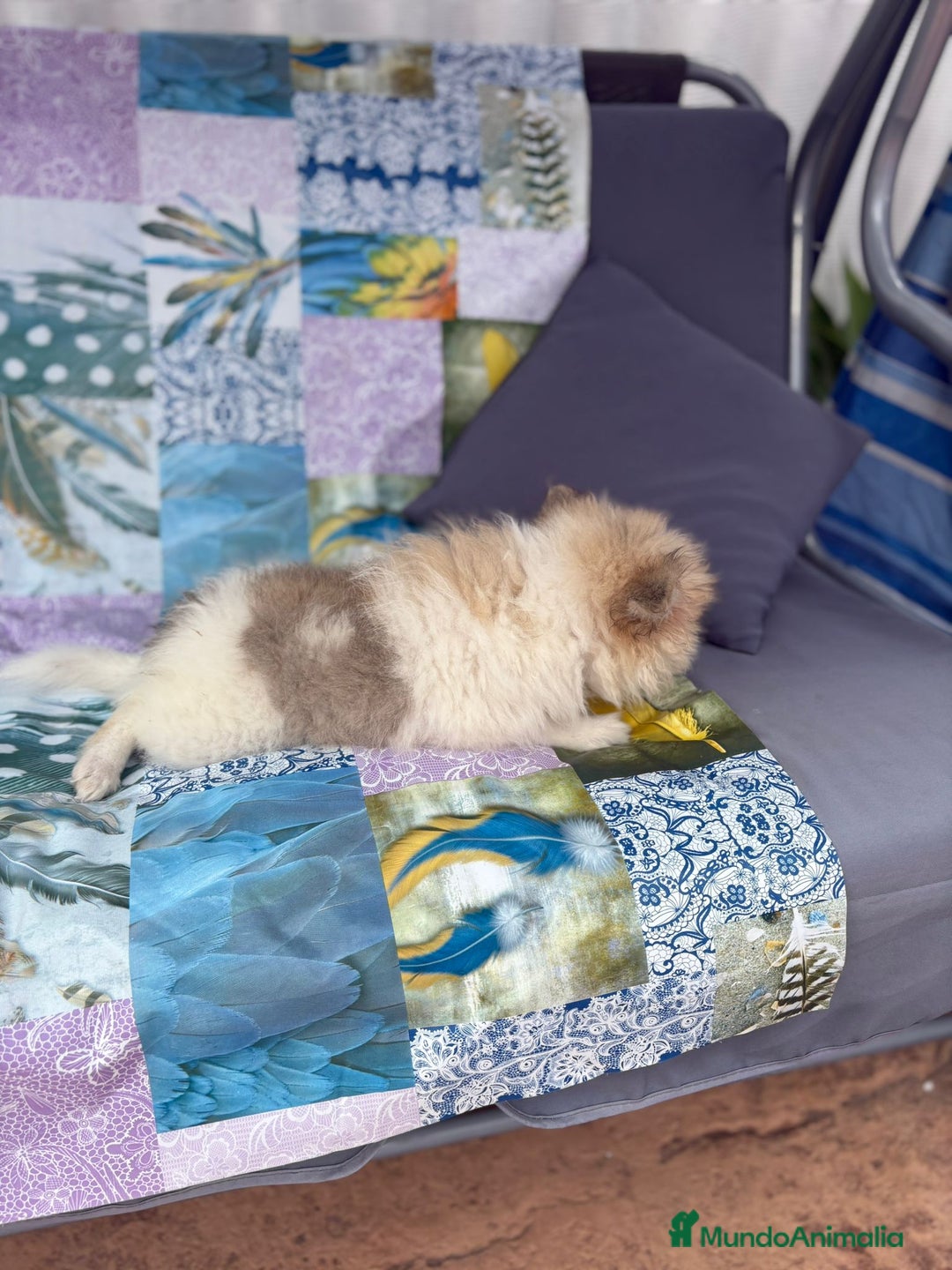 Pomerania perros en venta: Preciosa pomerania hembra - Imagen 9