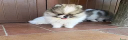 Pomerania perros en venta: Alta selección de Pomeranias  - Anuncio 9