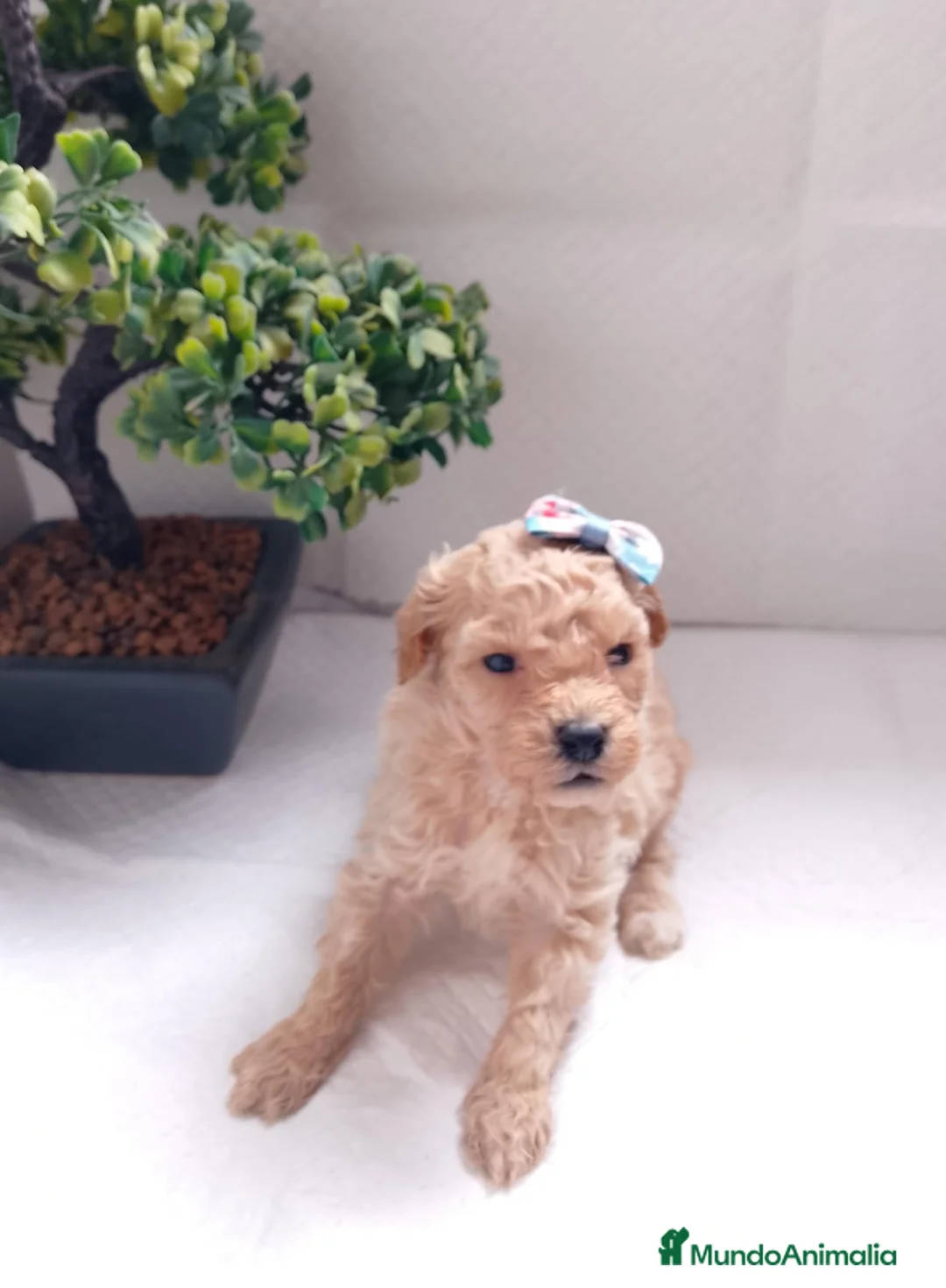 Maltipoo perros en venta: Maltipoo macho  - Anuncio 21