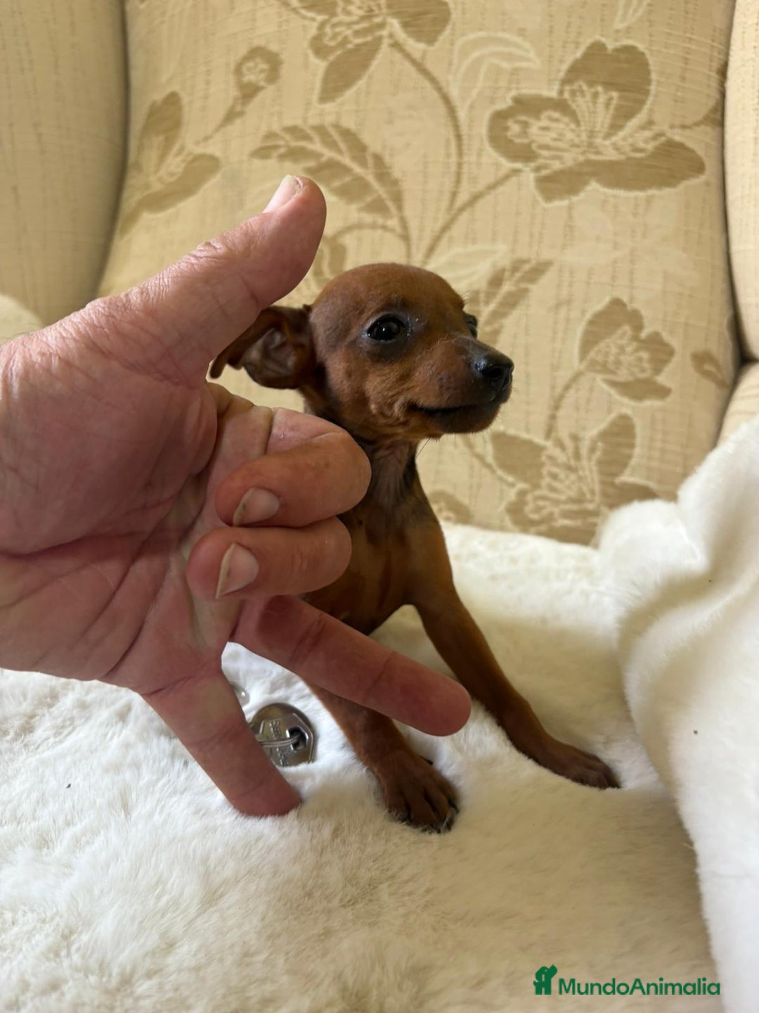 Pinscher Miniatura perros en venta: Pinscher Miniatura cachorros de ensueño - Imagen 20