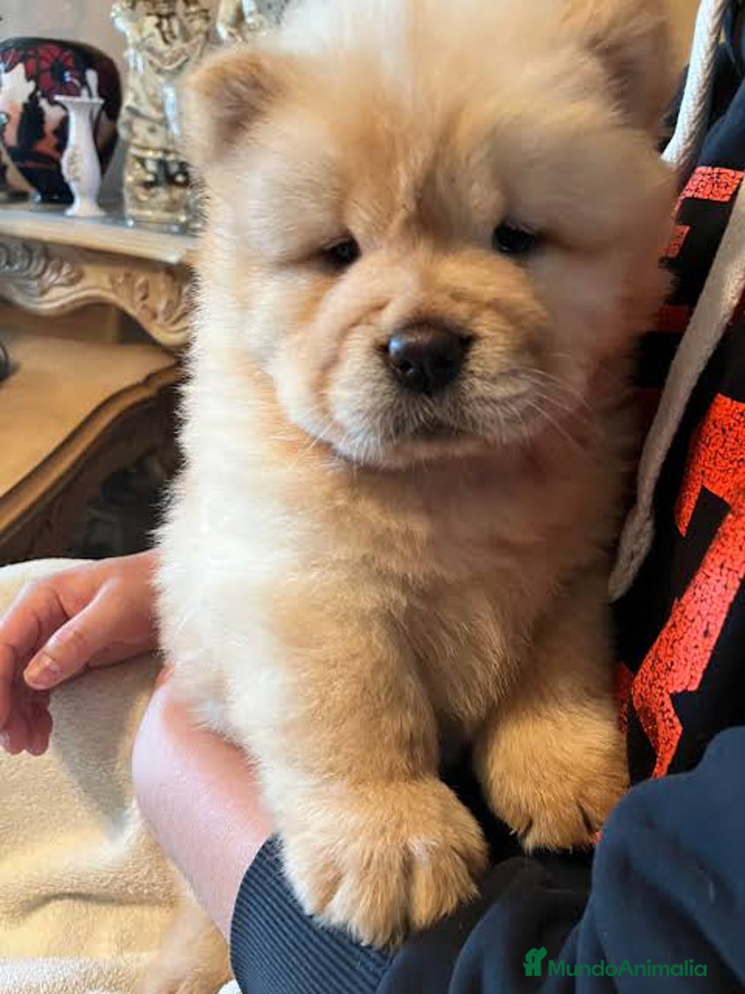 Chow Chow perros en venta: Chow chow peluditos estupenda morfología  - Anuncio 2