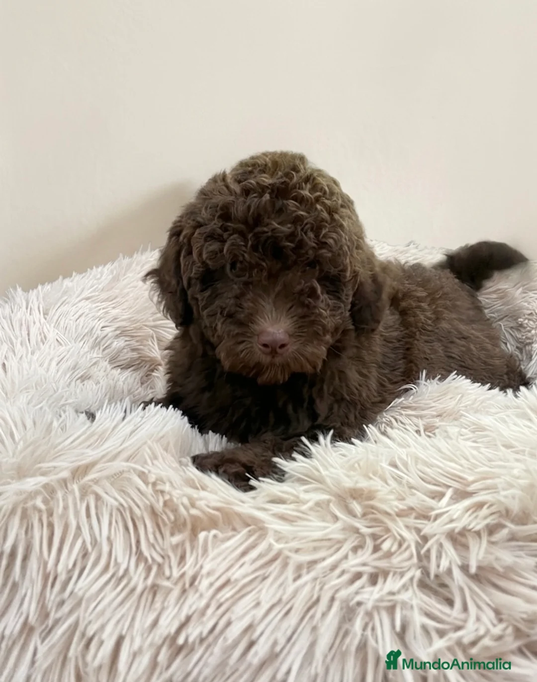 Caniche Enano perros en venta: Caniche enano chocolate en Albacete - Anuncio 1