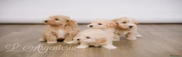 Maltipoo perros en venta: Camada Maltipoo - Anuncio 8