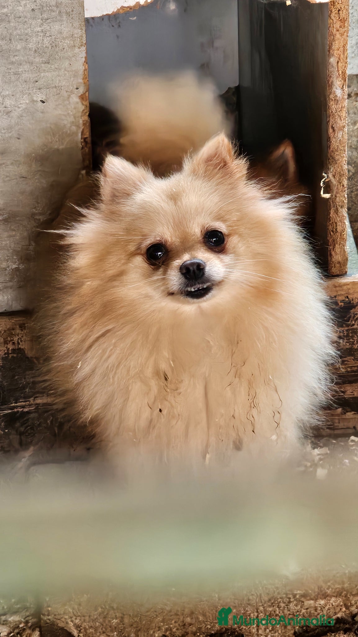Pomerania perros Preciosas hembras de Pomerania mini - Anuncio 6
