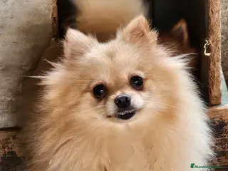 Pomerania perros Preciosas hembras de Pomerania mini - Anuncio 6