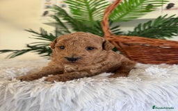 Caniche Toy perros en venta: CANICHE TOY - Imagen 6