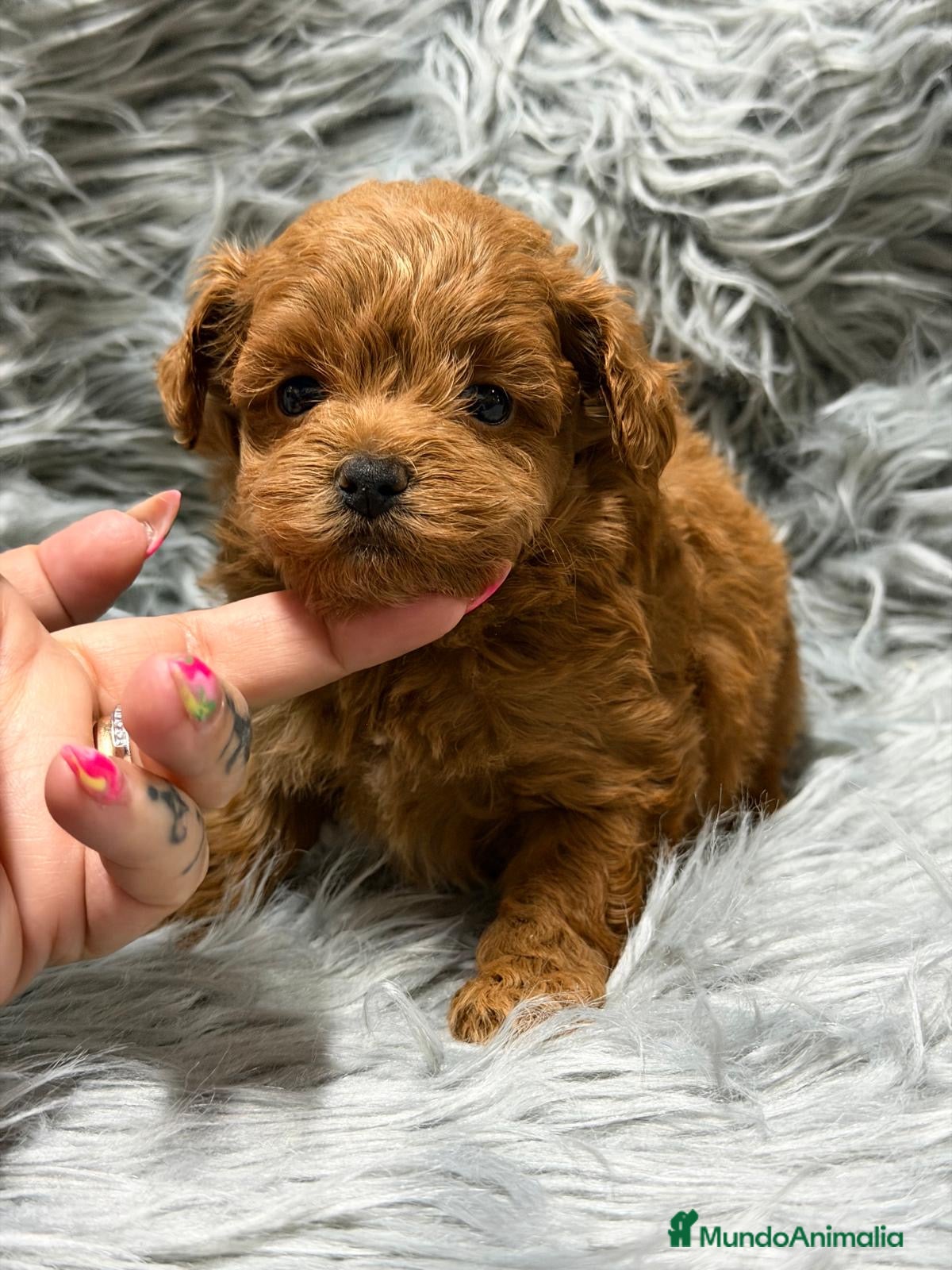 Maltipoo perros MALTIPOO MINI TOY DIMINUTOS - Anuncio 2