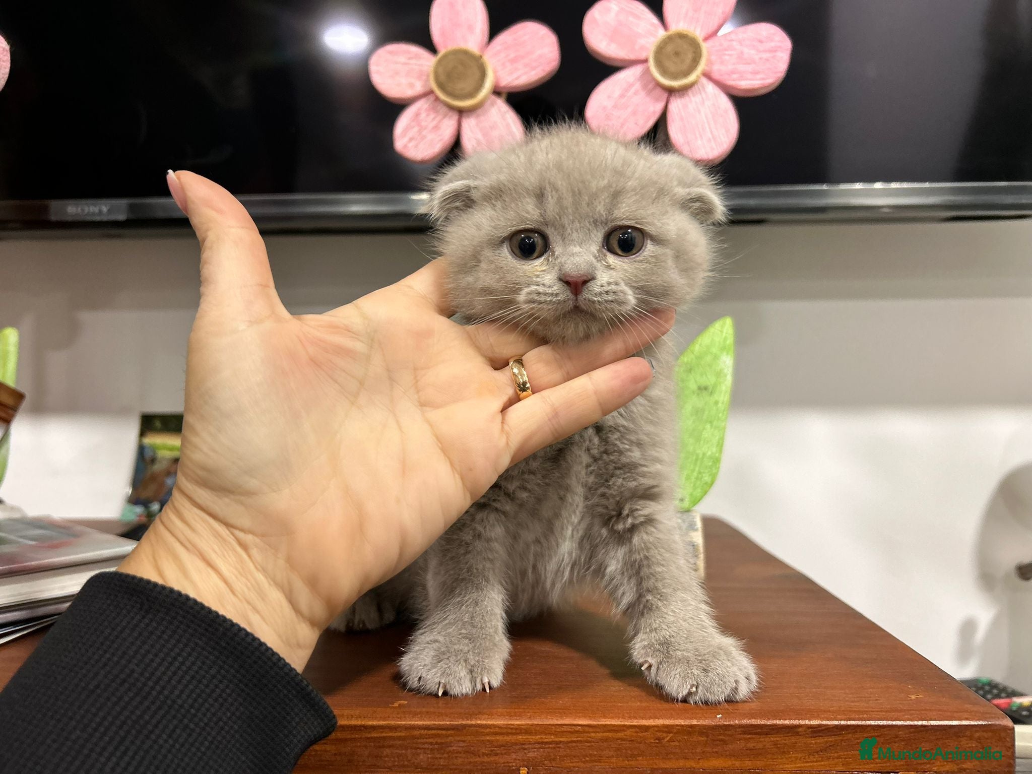 Scottish Fold gatos en venta: Scotish fold  - Anuncio 3