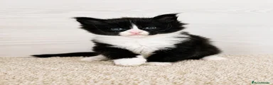 Nelson