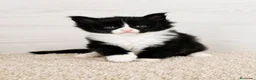 Maine Coon gatos en venta: Gatitos Maine Coon - Anuncio 2