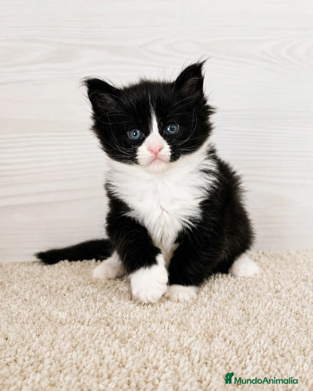 Maine Coon gatos en venta: Gatitos Maine Coon - Anuncio 2