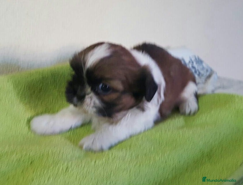 Shih Tzu perros Shihtzus preciosos en Barcelona - Anuncio 2