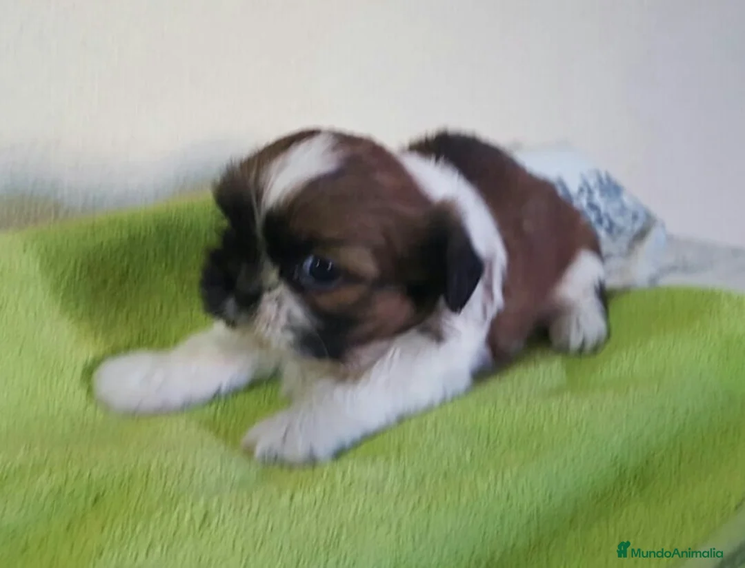 Shih Tzu perros en venta: Shihtzus preciosos en Barcelona - Anuncio 2