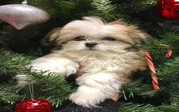 Shih Tzu perros en venta: Cachorros Shih Tzu  - Imagen 4