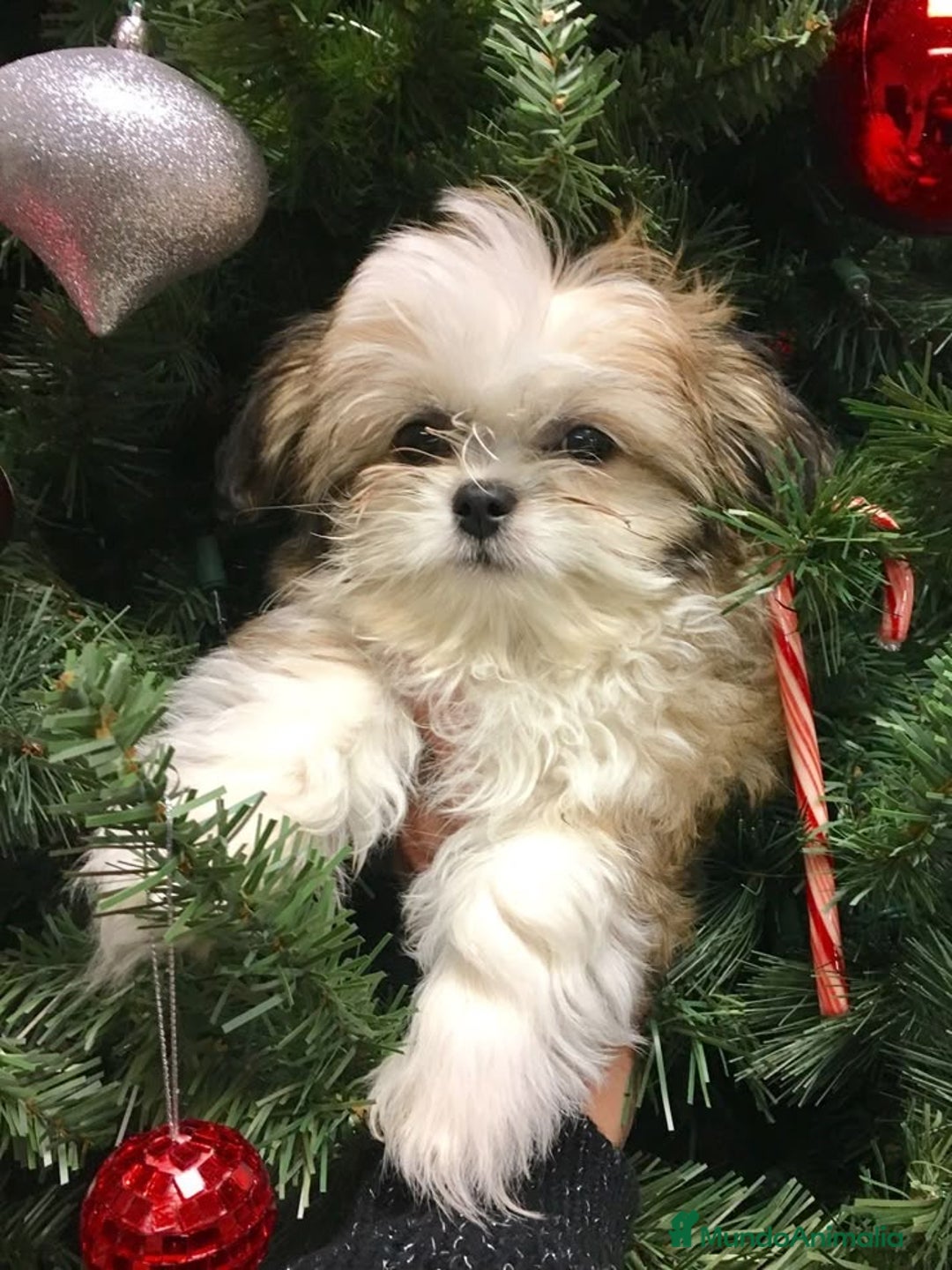 Shih Tzu perros en venta: Cachorros Shih Tzu  - Imagen 4
