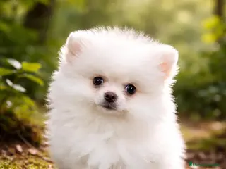 Pomerania perros Pomerania toy - Anuncio 25