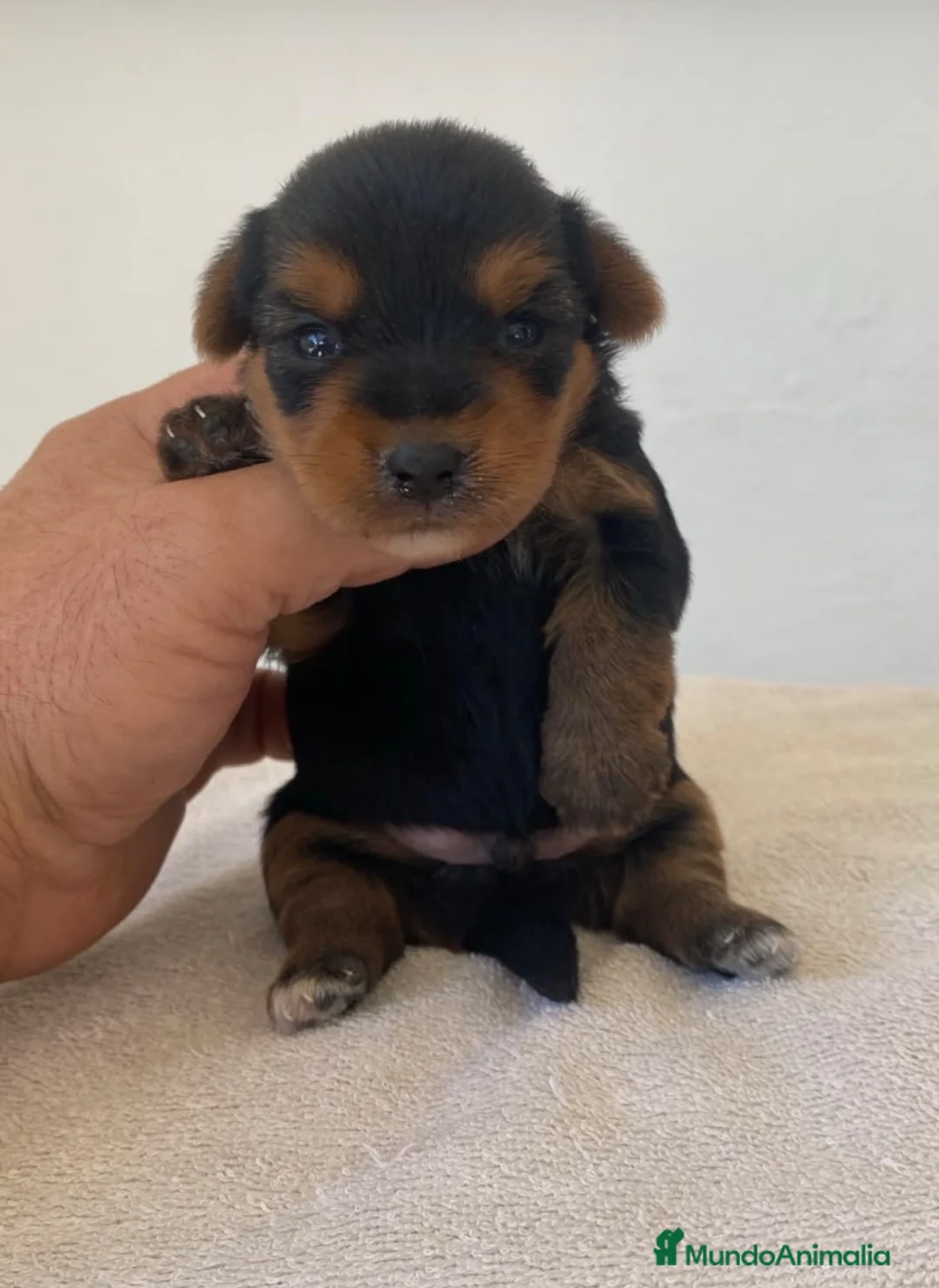 Yorkshire Terrier perros en venta: Yorkshire macho disponible 🐶🐾 - Anuncio 2