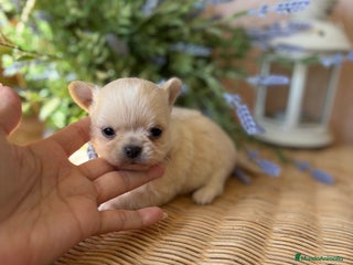 Chihuahua perros - Anuncio 1