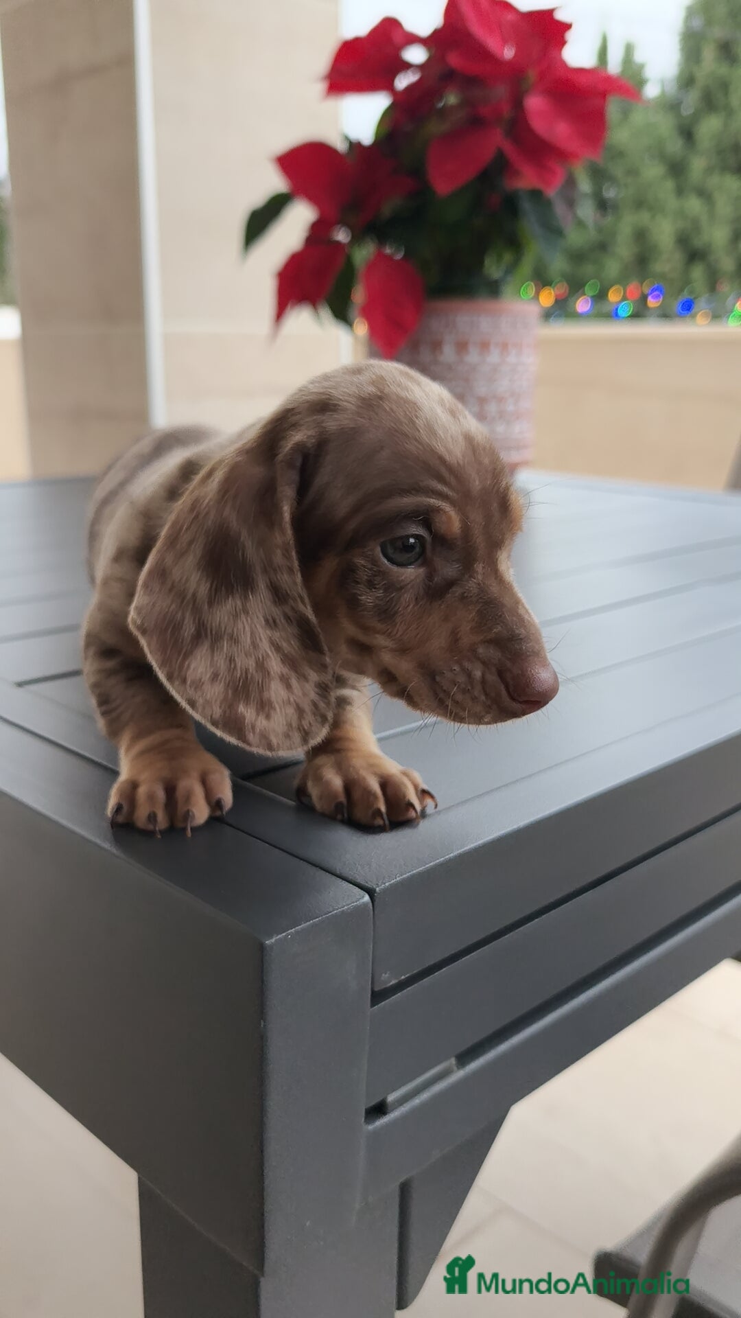 Teckel Miniatura perros en venta: Teckel mini Arlequín  - Anuncio 7