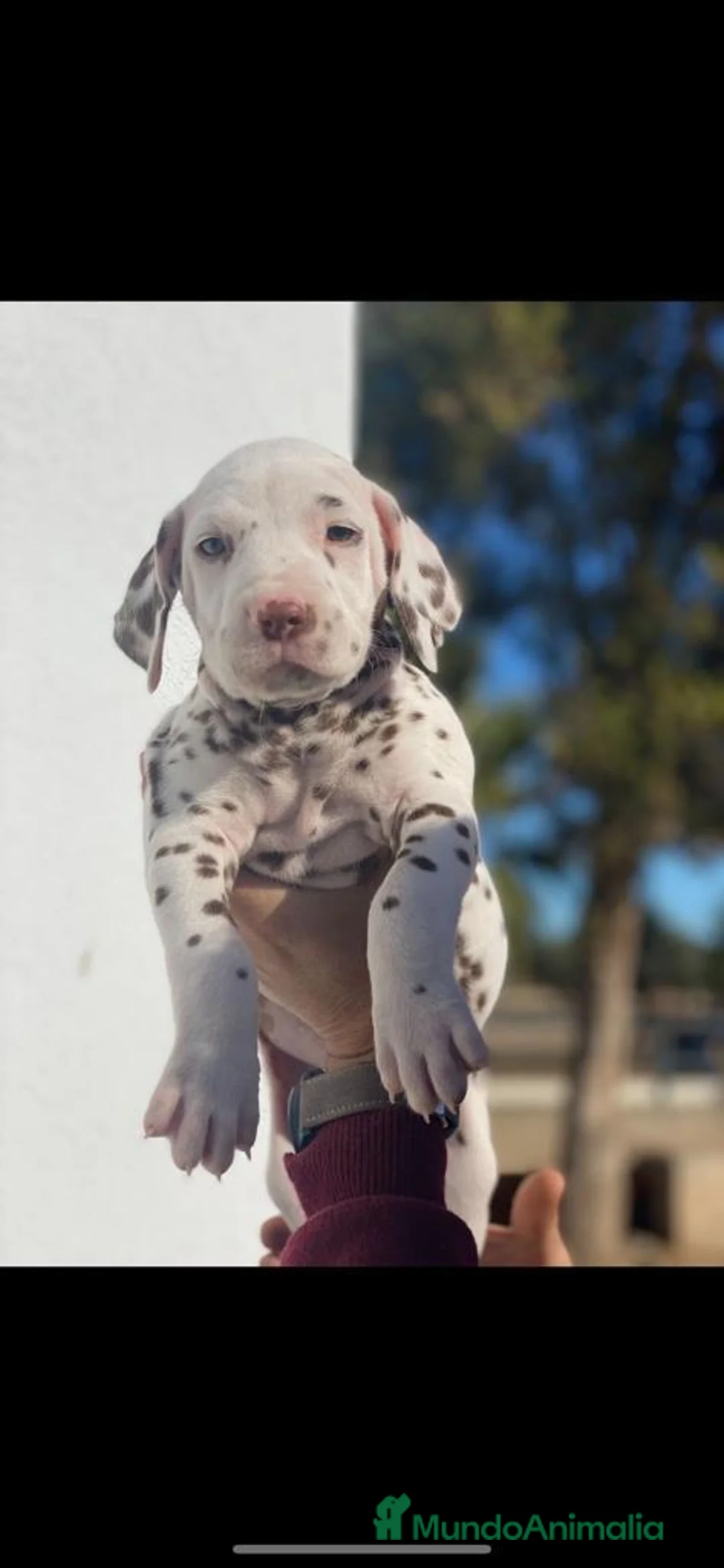 Imagen de galería {{count}}