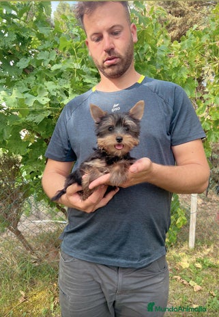 Yorkshire Terrier perros - Anuncio 10