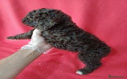 Perro de Agua Español perros en venta: Perro de Agua Español  - Imagen 2