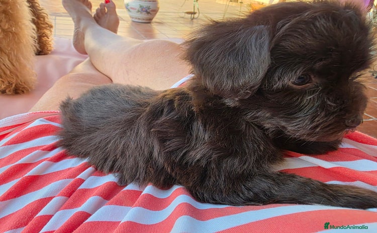 Maltipoo perros - Propaganda 1