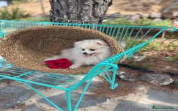 Pomerania perros en venta: Pomerania hembra lista para poder entregar  - Imagen 2