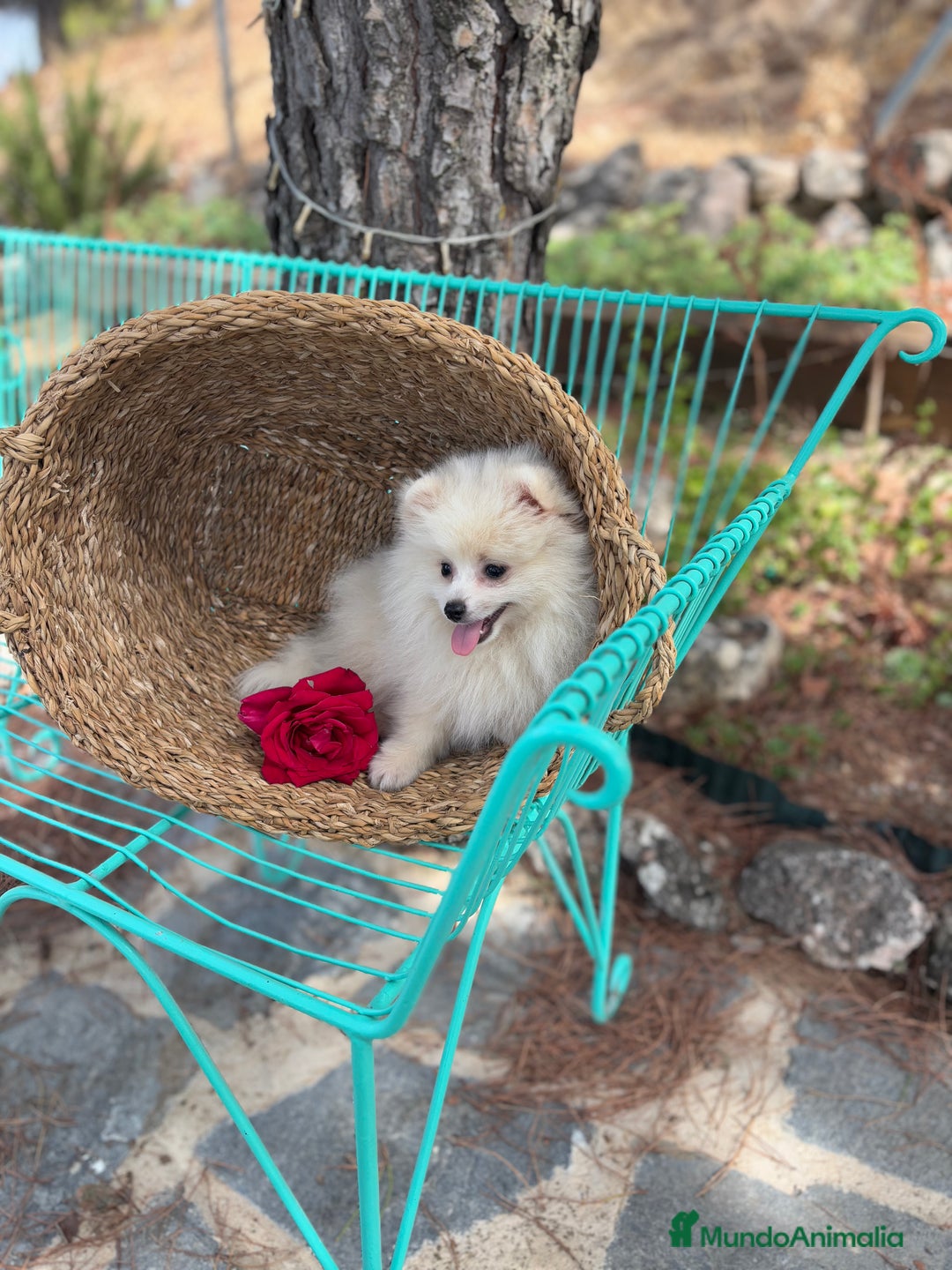 Pomerania perros en venta: Pomerania hembra lista para poder entregar  - Imagen 2