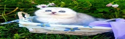 Británico de Pelo Corto gatos en venta: British shorthair - Anuncio 5
