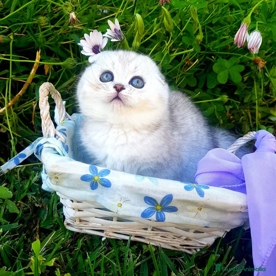 Británico de Pelo Corto gatos en venta: British shorthair - Anuncio 5