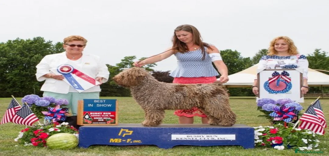 Imagen de galería {{count}}