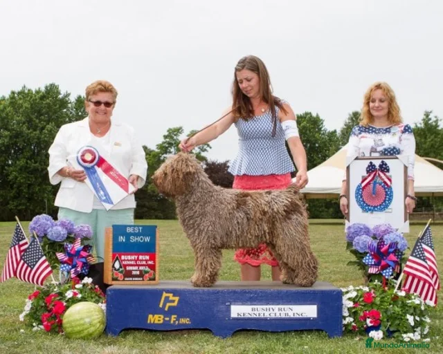 Imagen de galería {{count}}