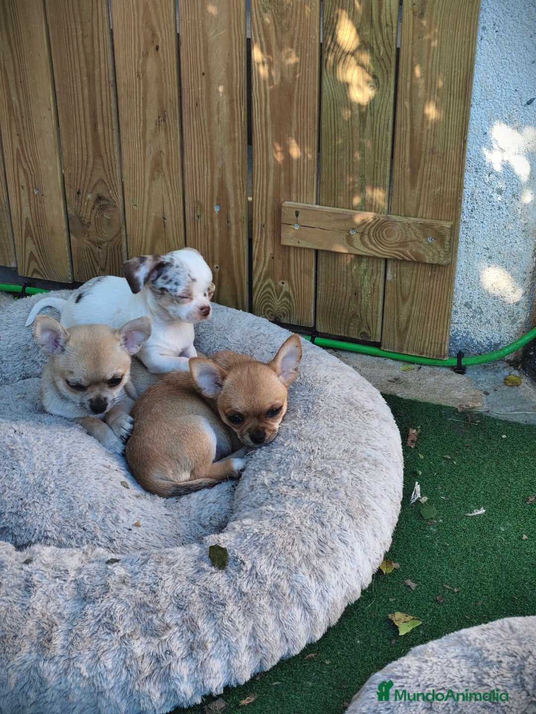Chihuahua perros en venta: Chihuahua Toy línea rusa - Anuncio 2