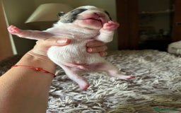 Bulldog Francés perros en venta: Bulldog francés  - Imagen 6