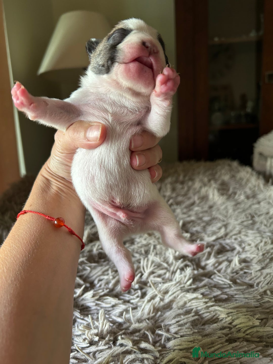 Bulldog Francés perros en venta: Bulldog francés  - Imagen 6