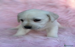 Labrador Retriever perros en venta: Labradora amarillo  - Anuncio 5