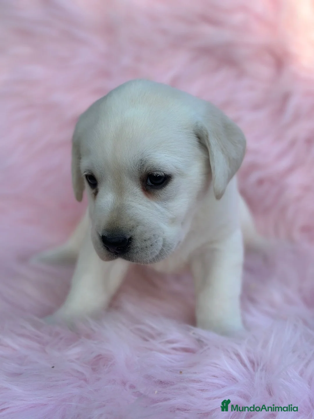 Labrador Retriever perros en venta: Labradora amarillo  - Anuncio 5