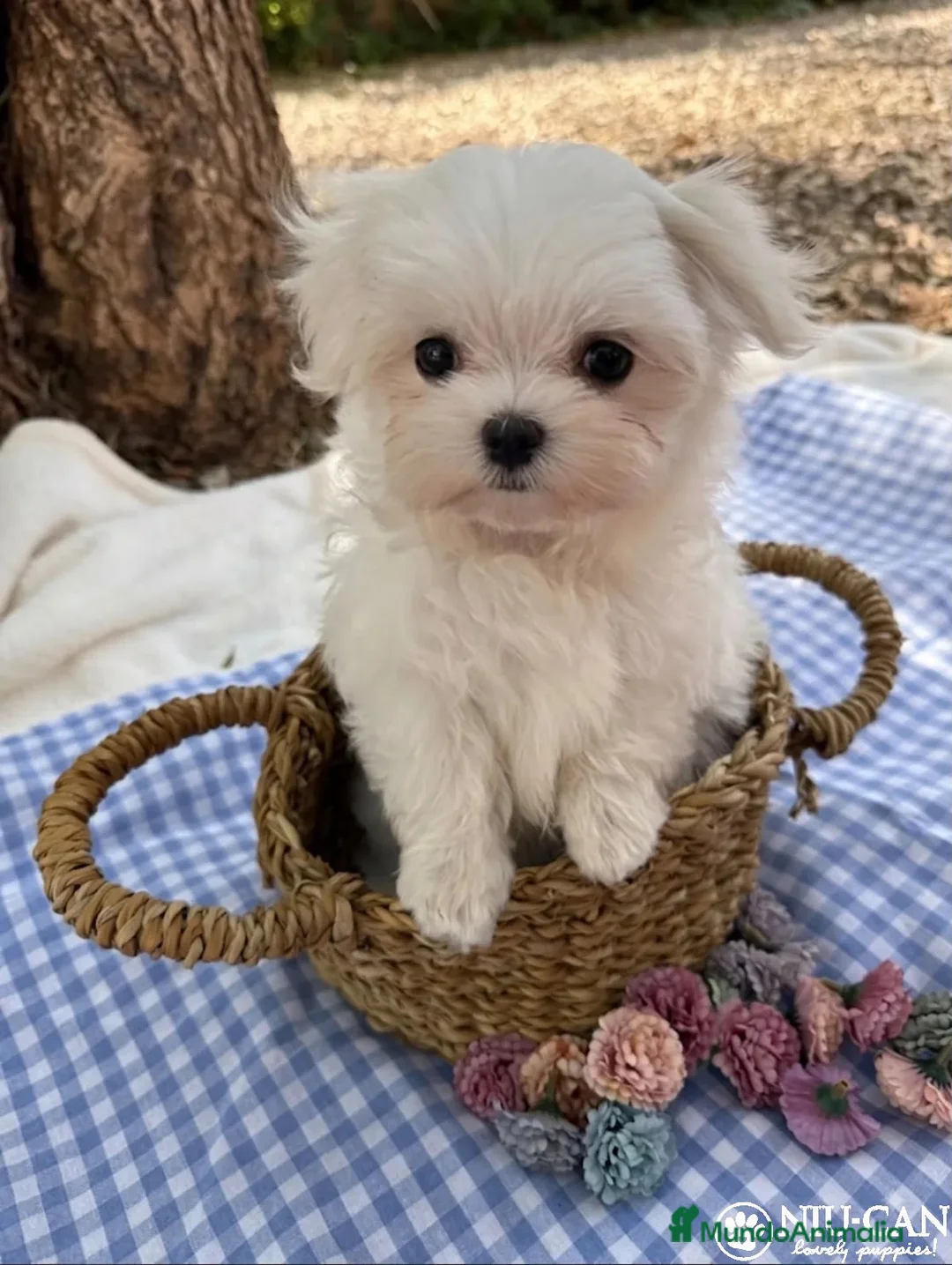 Bichón Maltés perros en venta: Bichon Maltes Toy Coreano - Anuncio 1