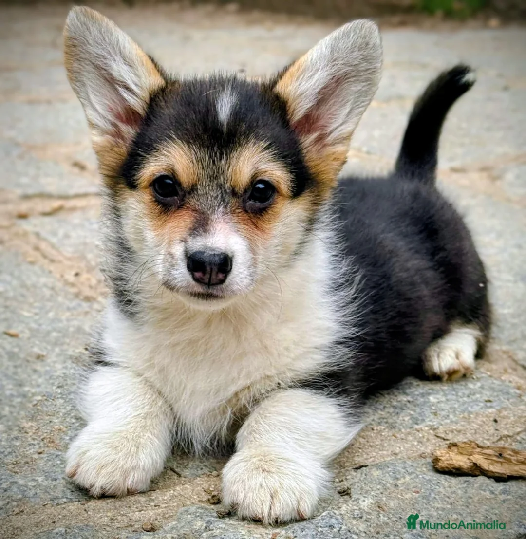 Welsh Corgi Pembroke perros en venta: Corgi pembroke tricolor  - Anuncio 2