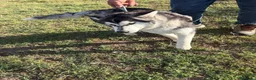 Husky Siberiano perros en venta: Husky Siberiano - Anuncio 10