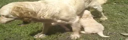 Golden Retriever perros en venta: Golden retriever  - Anuncio 7