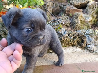 Bulldog Francés perros Bulldog Francés Fluffy - Anuncio 4