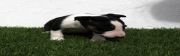 Bull Terrier perros en venta: Bull Terrier  - Anuncio 6