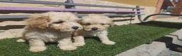 Caniche Toy perros en venta: Pareja apricot listos para entregar en Madrid - Anuncio 1