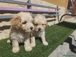 Caniche Toy perros Pareja apricot listos para entregar - Anuncio 1