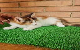 Maine Coon gatos en venta: Maine coom - Imagen 12