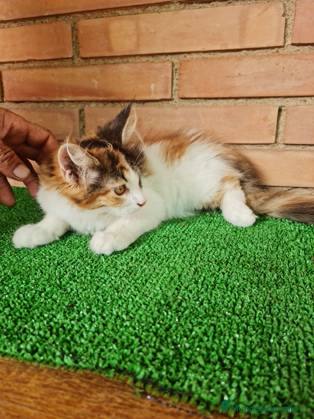 Maine Coon gatos en venta: Maine coom - Imagen 12