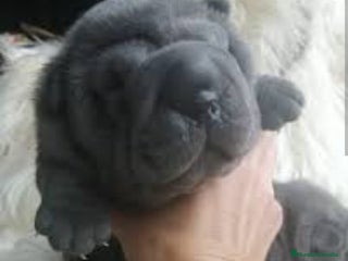 Shar Pei perros - Anuncio 30