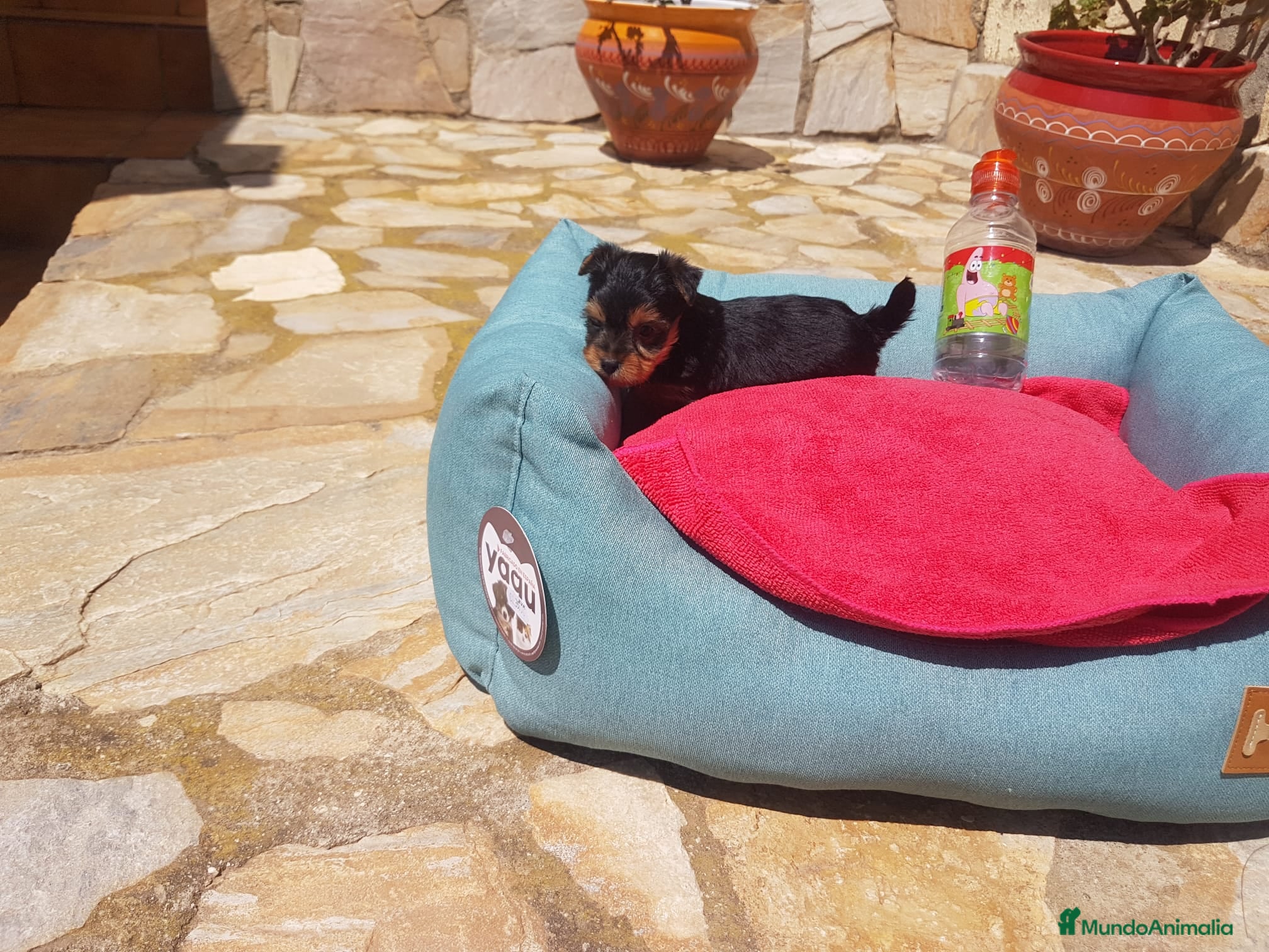 Yorkshire Terrier perros Yorkshire Terrier  en Barcelona - Anuncio 2